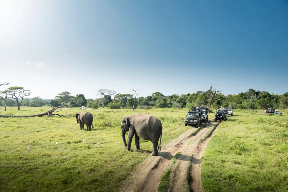 destinatii safari